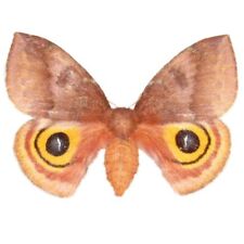 Automeris io pink orange female saturn moth Indiana UNMOUNTED/WINGS CLOSED picture