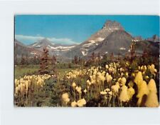 Postcard Bear Grass Glacier National Park Montana USA picture