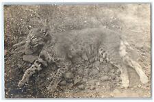 c1910's Dead Bobcat Wild Animal Hunting Unposted Antique RPPC Photo Postcard picture