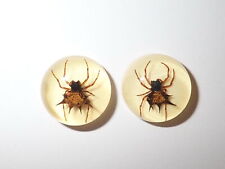 Resin Cabochon Round 19 mm Spiny Spider Amber White Bottom 2 Pieces Lot picture