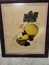 Print Of 18th Century Chinese Water Color GOURD 21” X 16.5” picture