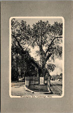Vtg 1910s Washington Elm Cambridge Massachusetts MA Unused Postcard picture