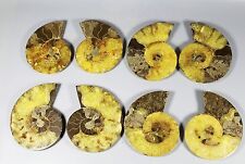 4Pair NATURAL CUT CRETACEOUS AMMONITE Sliced internal CRYSTAL SPECIMEN DISPLAY picture