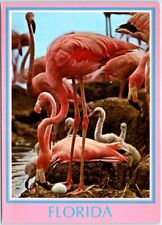 Postcard - Florida Flamingos, USA picture