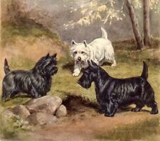 Scottie / Cairn / Westie Terrier - CUSTOM MATTED - Dog Art Print - Megargee  picture