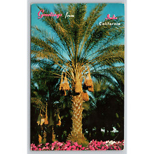Postcard CA Indio Greetings From Indio California Date Palms picture