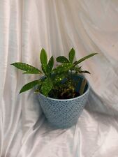 * NOCAL, LDA, Plant VASE LARGE Portugal Blue Turquoise Plant Ceramic Vase NEW  picture