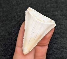 Killer Creamy White Great White Shark Tooth South Carolina Gem picture