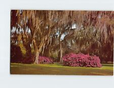 Postcard Spanish Moss & Colorful Azaleas Winter Park Florida USA picture