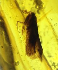 Burmese insects fossil burmite Cretaceous moth insect amber fossils Myanmar picture