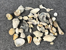 Vtg Estate Sea Shell Lot Various Size Shapes Colors Spike Beach Arts Crafts #2 picture