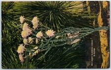 Postcard - Night Blooming Cereus In Bloom picture