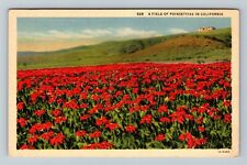 CA-California, Field Of Poinsettias Vintage Souvenir Postcard picture