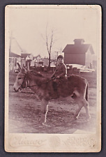 c1880-1890's Cabinet Card Photo Boy Ralph Hudson on Donkey Manchester Ohio picture