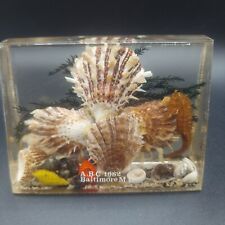 VTG acrylic LUCITE  PAPERWEIGHT encased   SEAHORSE  SHELLS  picture