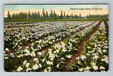 CA-California, Field Calla Lilies, Scenic View Flowers, Vintage Postcard picture
