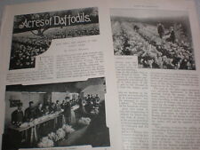 Photo article how daffodils are grown on the Scilly isles 1899 picture