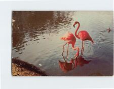 Postcard Beautiful Flamingos picture