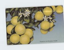 Postcard Grapefruit & Blossoms Florida USA picture