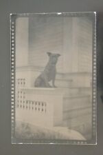 Vtg 1910s Postcard RPPC Dog Doggie   picture