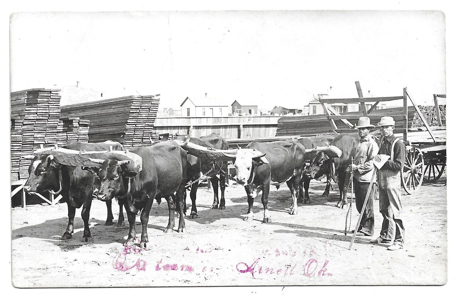 Arnett Oklahoma Ox Team RPPC Photo Postcard Ellis County