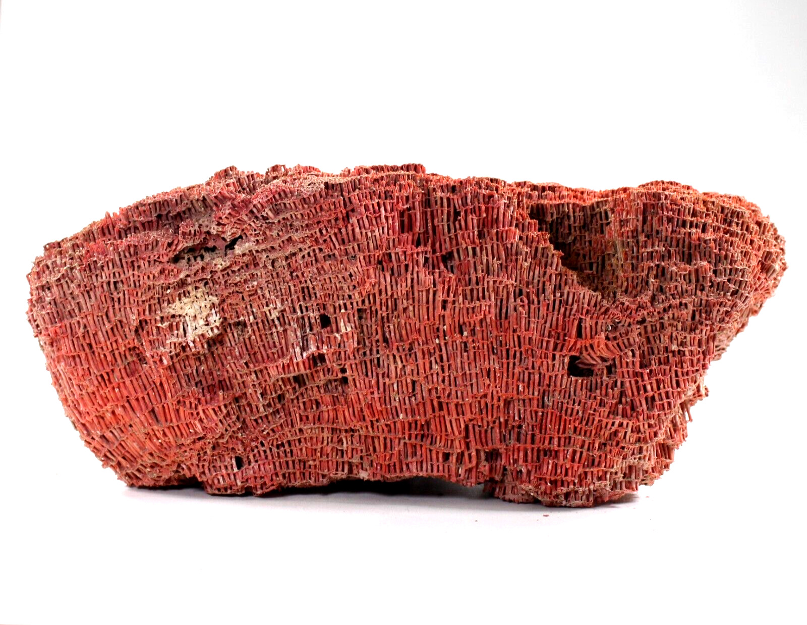 13LB Natural Red Coral Reef Extra Large Cluster Ocean Mineral Crystal Specimen