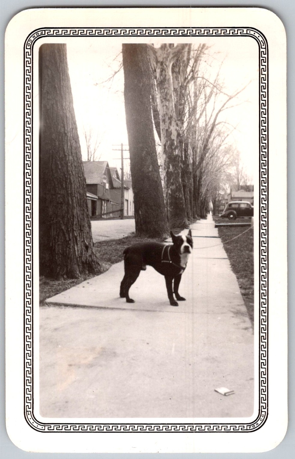 Vtg B&W Snapshot Boston Terrier Dog Standing Sidewalk Tree Lined Street 1936 Vtg B&W Snapshot Boston Terrier Dog Standing Sidewalk Tree Lined Street 1936