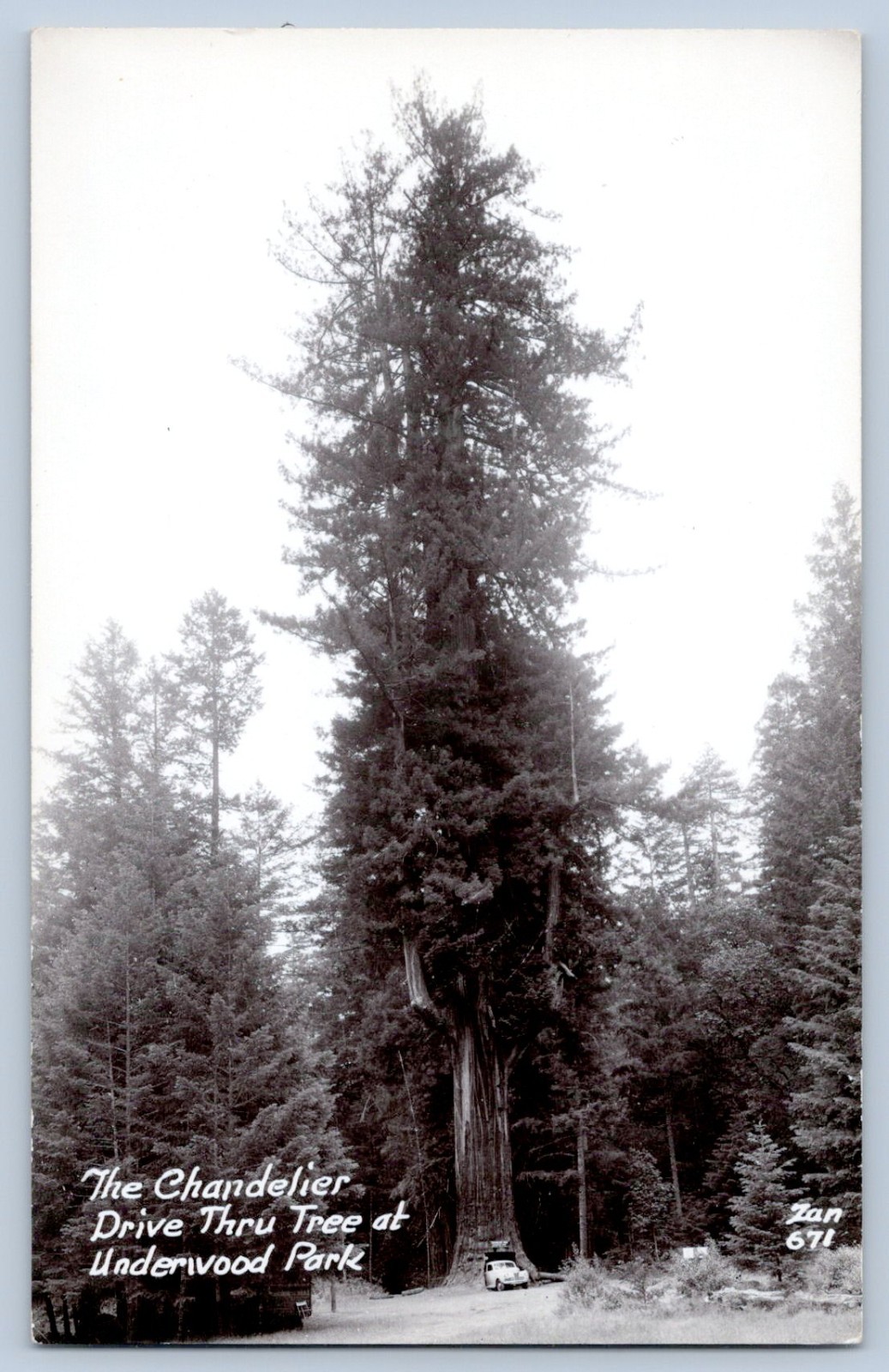 Chandelier Drive Thru Tree Underwood Park Real Photo Postcard RPPC 1930-50 