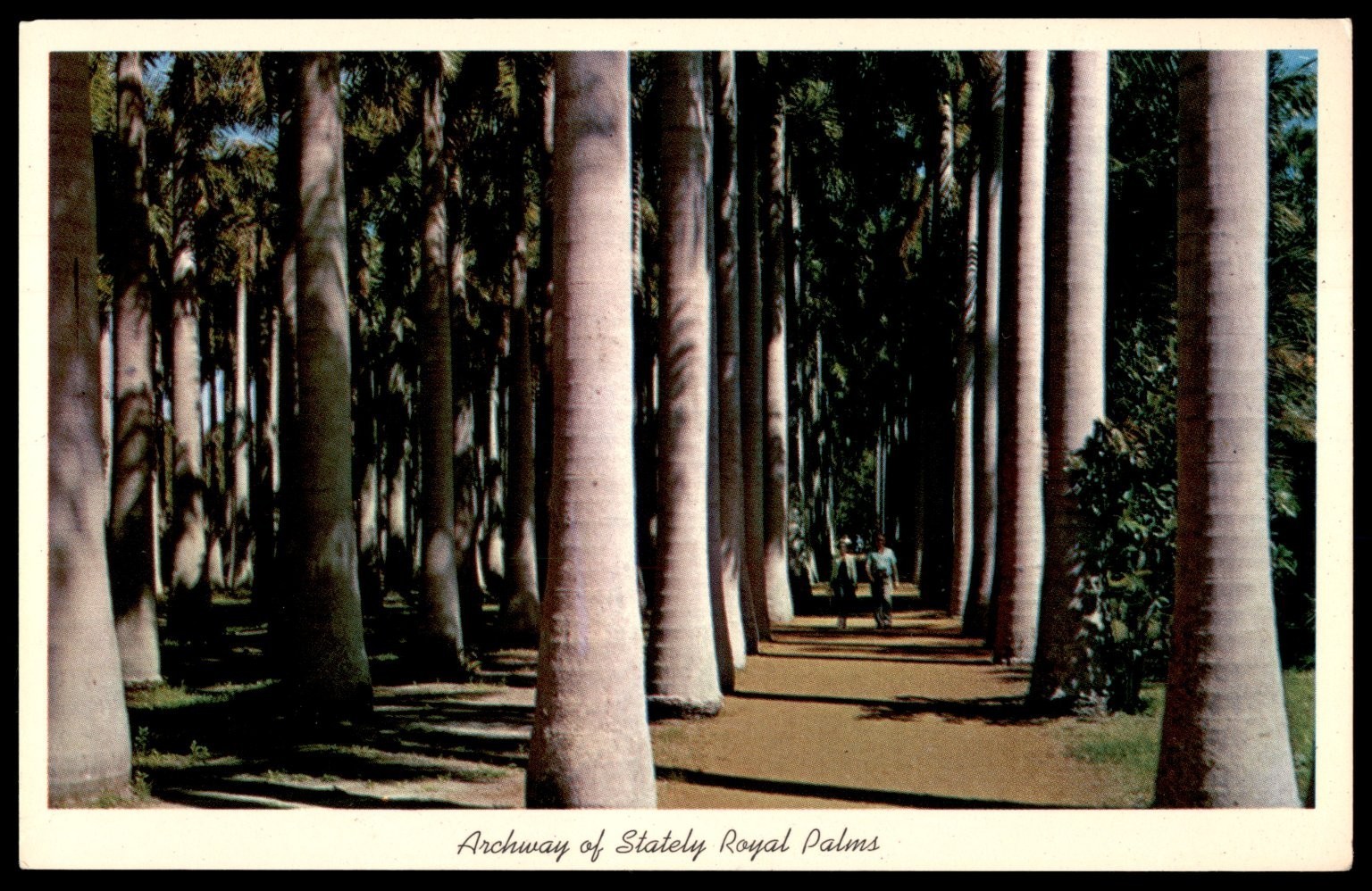 Vintage Florida Royal Palms Archway Postcard McKee Jungle Gardens