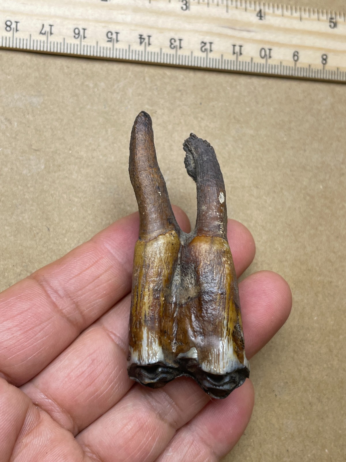 38g Beautiful Ice Age tooth collection