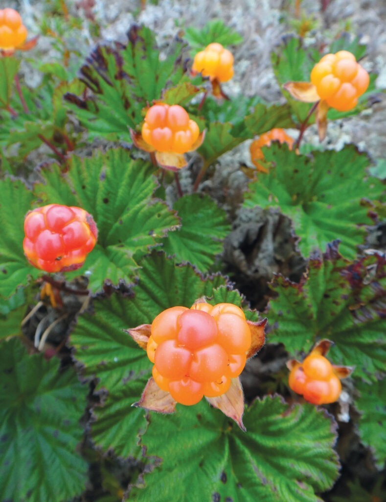 Cloudberry 10 Seeds (Rubus chamaemorus) – Fresh Non-GMO Berry Seeds for Planting Cloudberry 10 Seeds (Rubus chamaemorus) – Fresh Non-GMO Berry Seeds for Planting