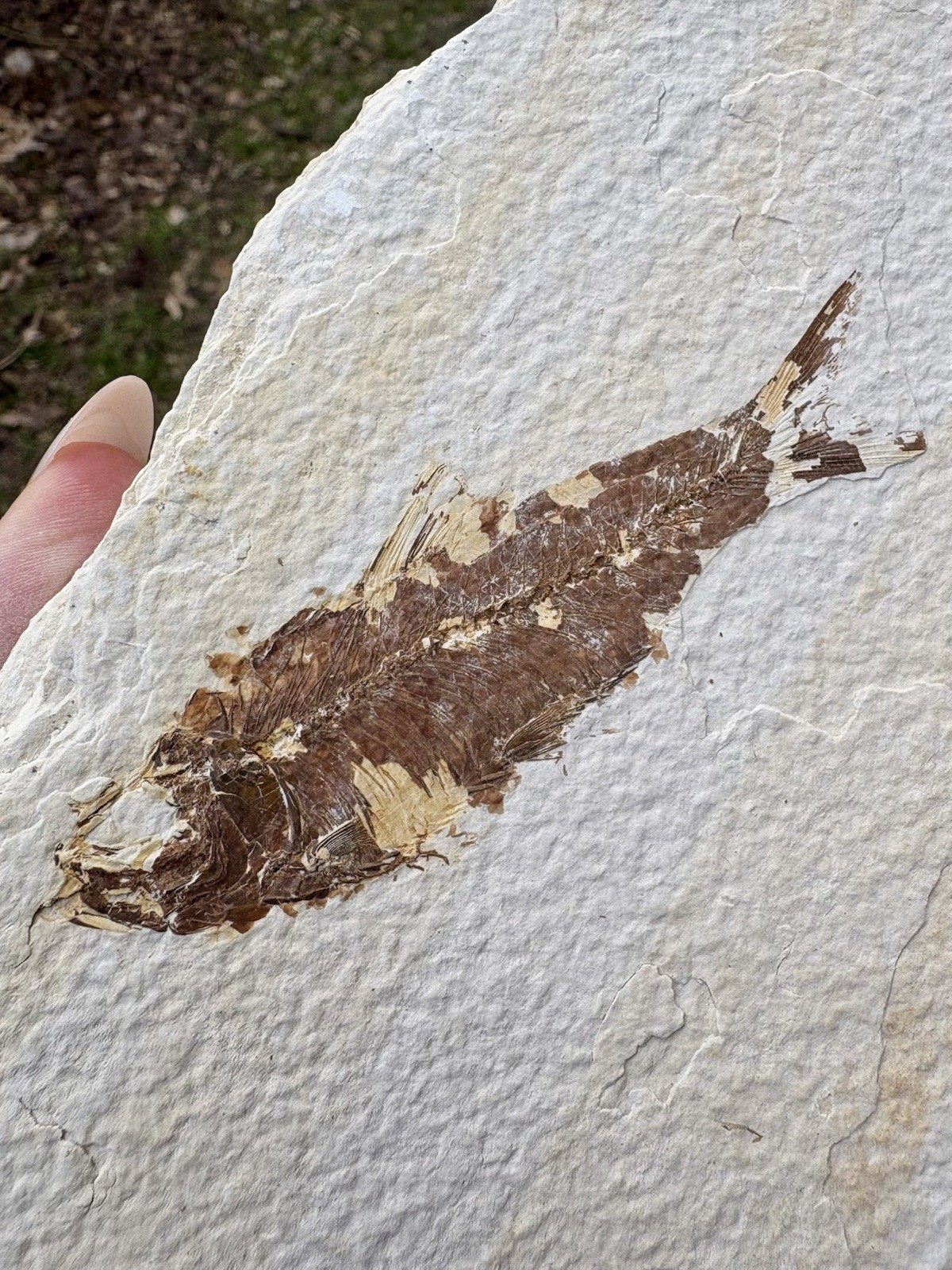 Large Eocene Bony Fish Fossil- Natural 5.5” Fish Fossil Plate Green River WY