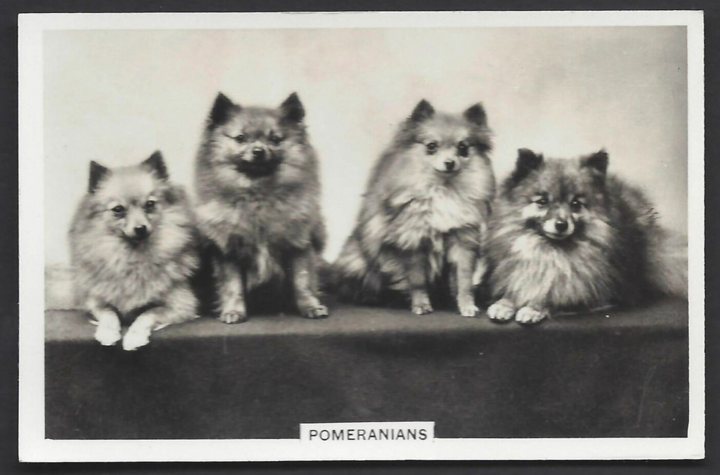 PATTREIOUEX (OTHER) - DOGS - #46 POMERANIANS