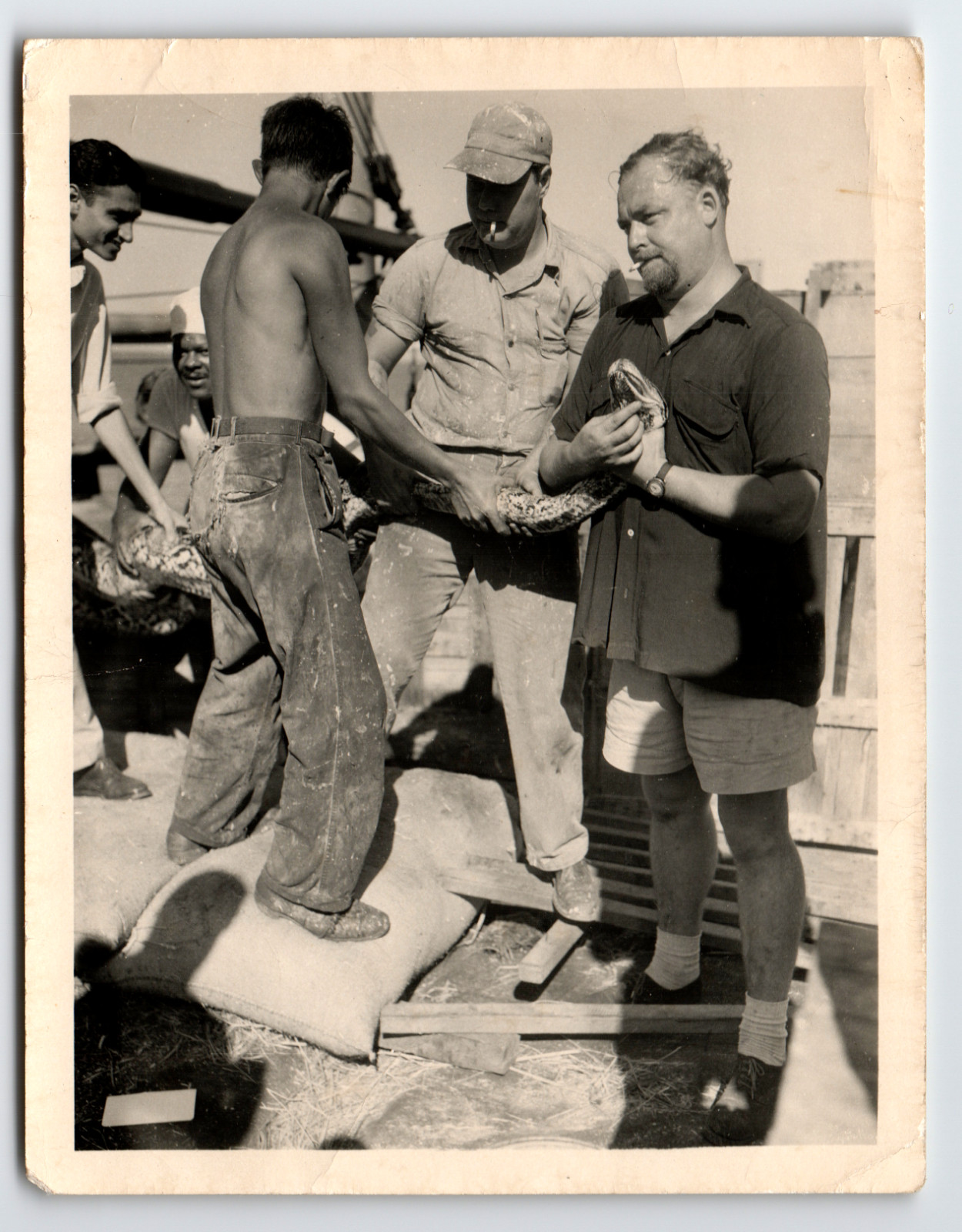 Photo Men Handling Giant Python Snake On Cargo Ship Deck Vintage 1930s