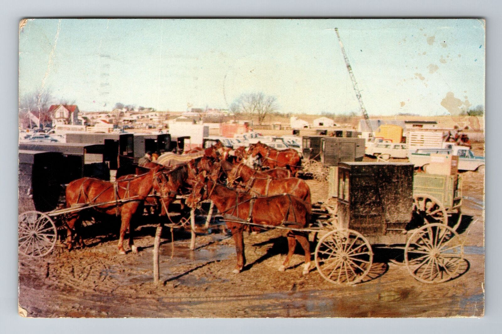 Kalona IA-Iowa, Amish Carriage Horses, Antique, Vintage c1970 Souvenir Postcard