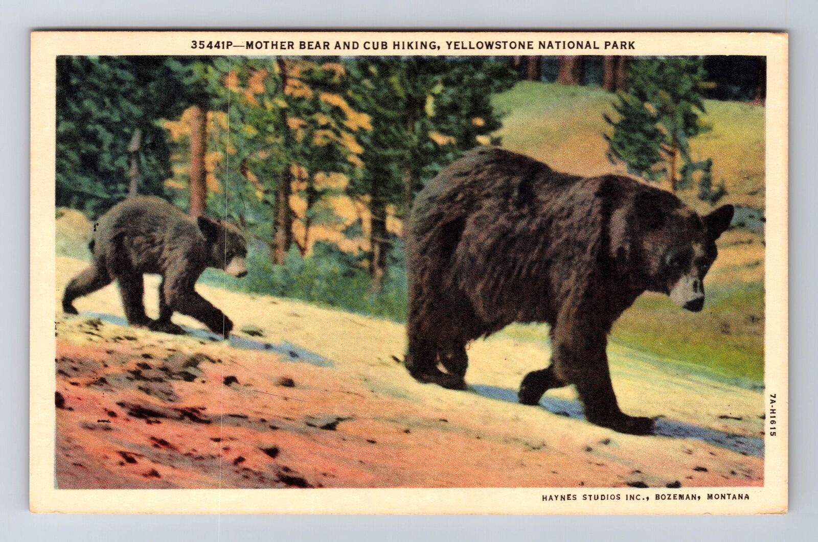 Yellowstone National Park, Mother Bear & Cub, Series #35441P, Vintage Postcard