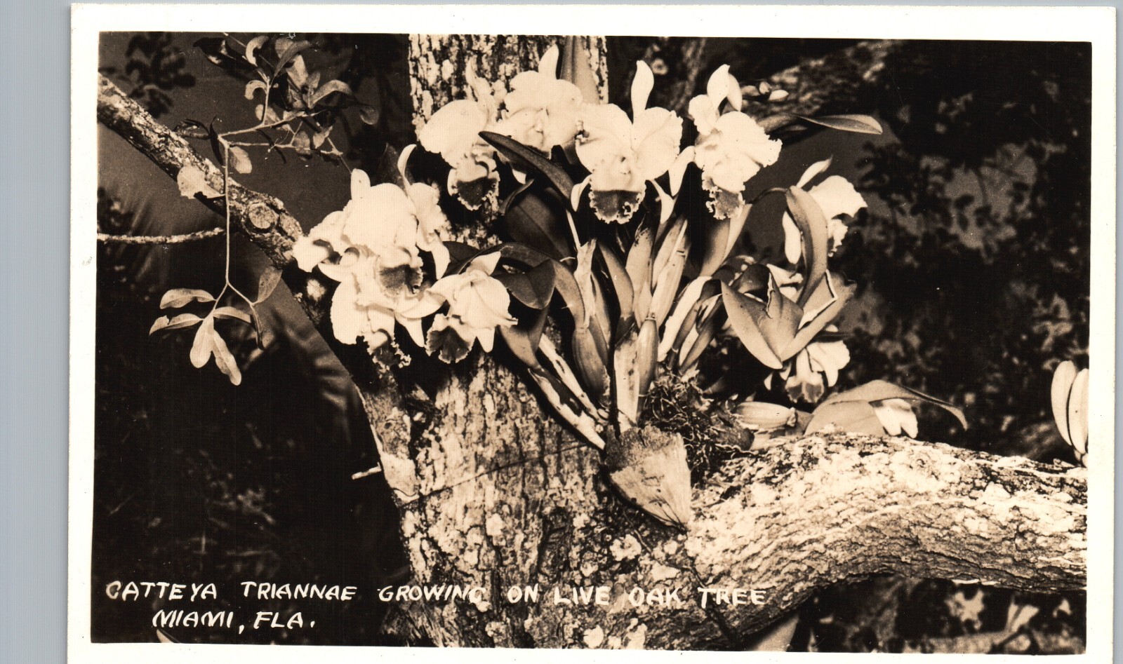 CATTLEEYA ON OAK TREE c1940 miami fl real photo postcard rppc florida flower