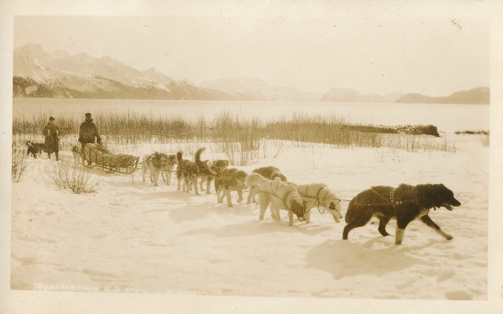 Alaska RPPC Sled Team Dogs In Snow