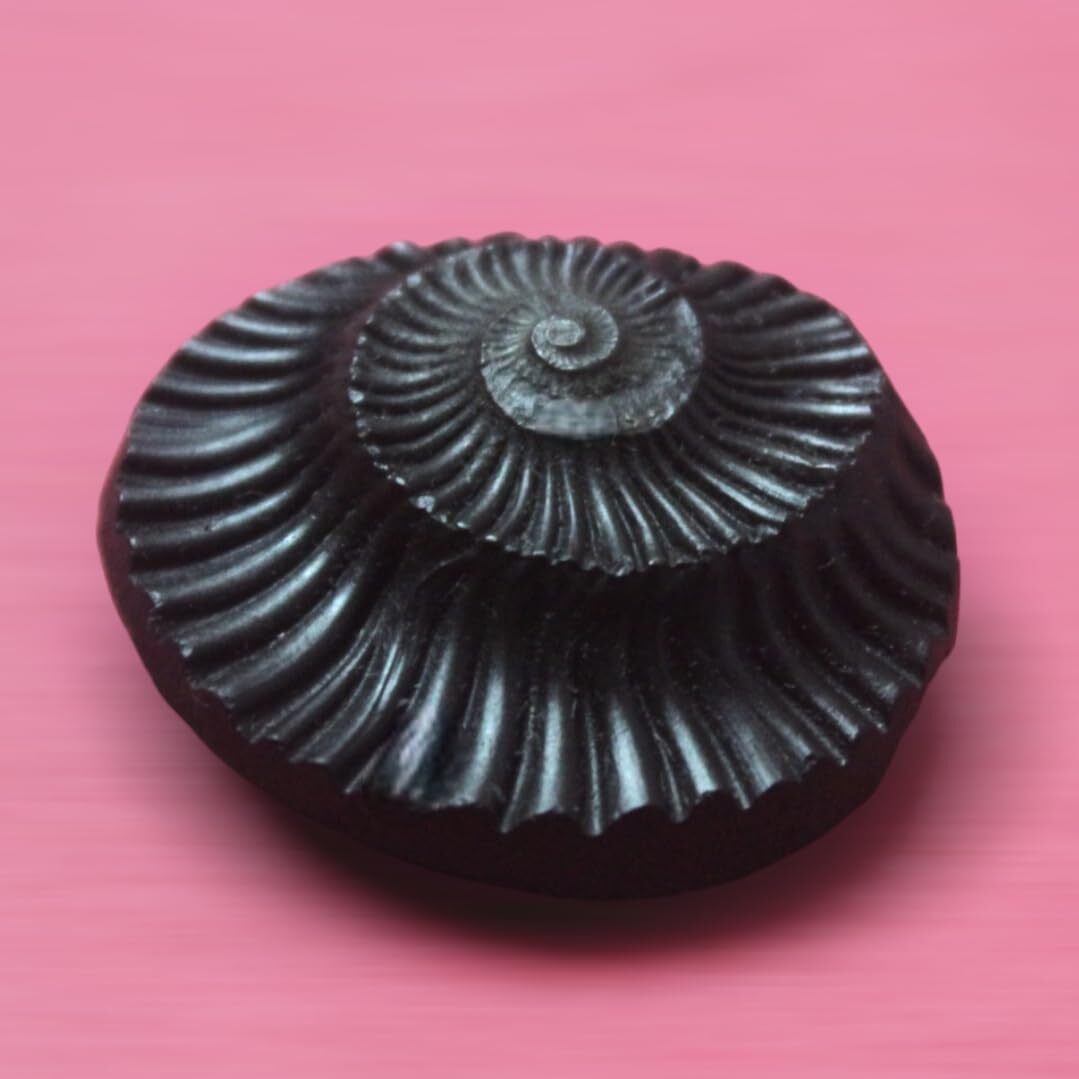 Sudarshan Shaligram Stone from Nepal Gandaki River Chakra Saligram 1.5\