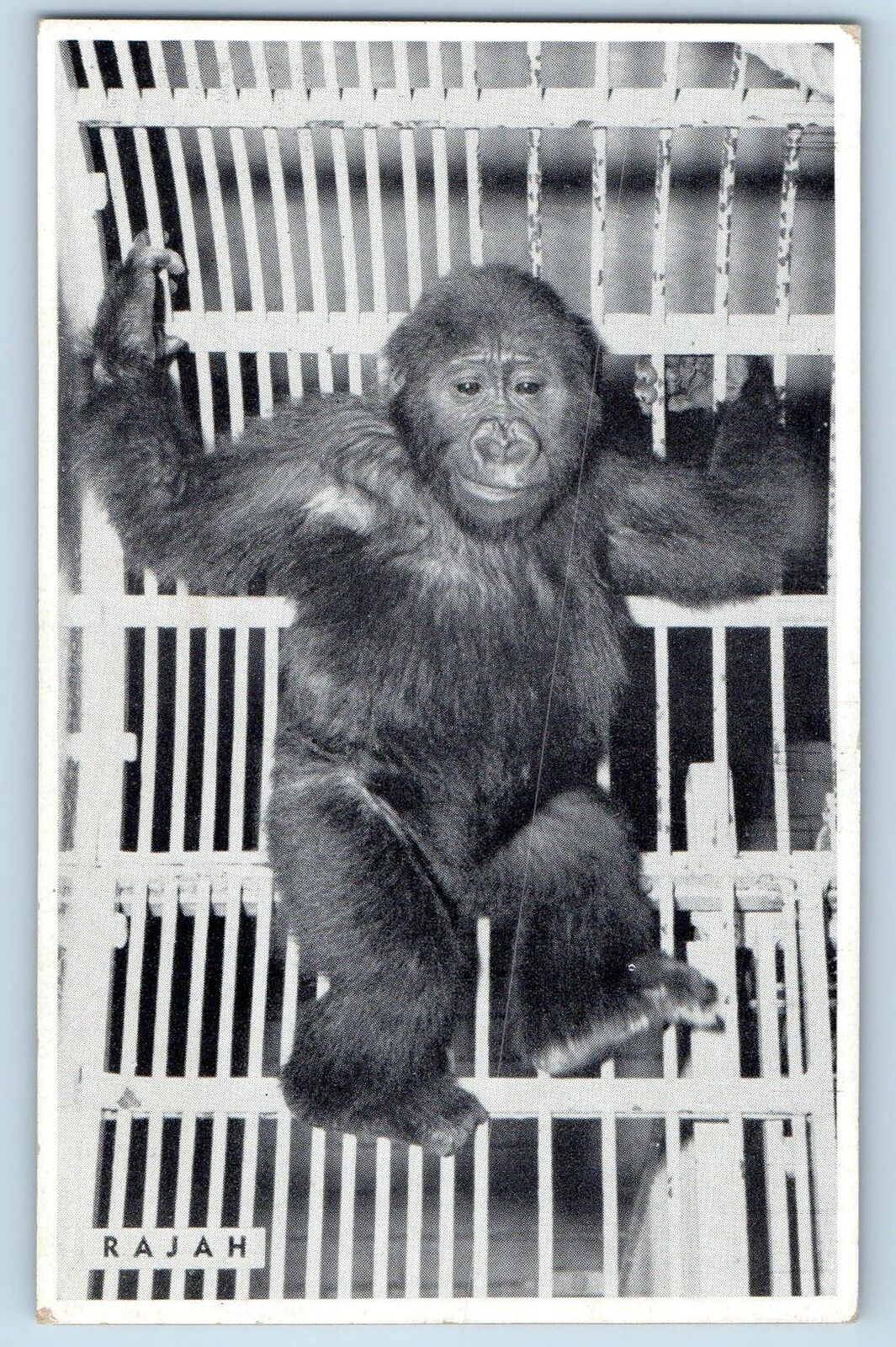 Chicago Illinois IL Postcard Rajah Male Gorilla French Cameroon c1960\'s Vintage
