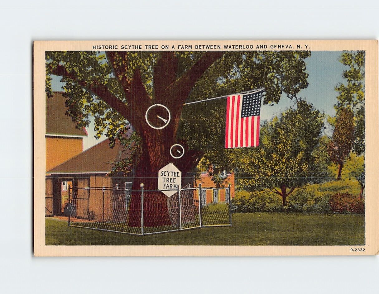 Postcard Historic Scythe Tree On A Farm, New York