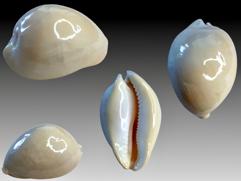 Cypraea, Zoila Venusta, Great Australian Bight, 80.4mm, GIANT, 90'S Cypraea, Zoila Venusta, Great Australian Bight, 80.4mm, GIANT, 90'S