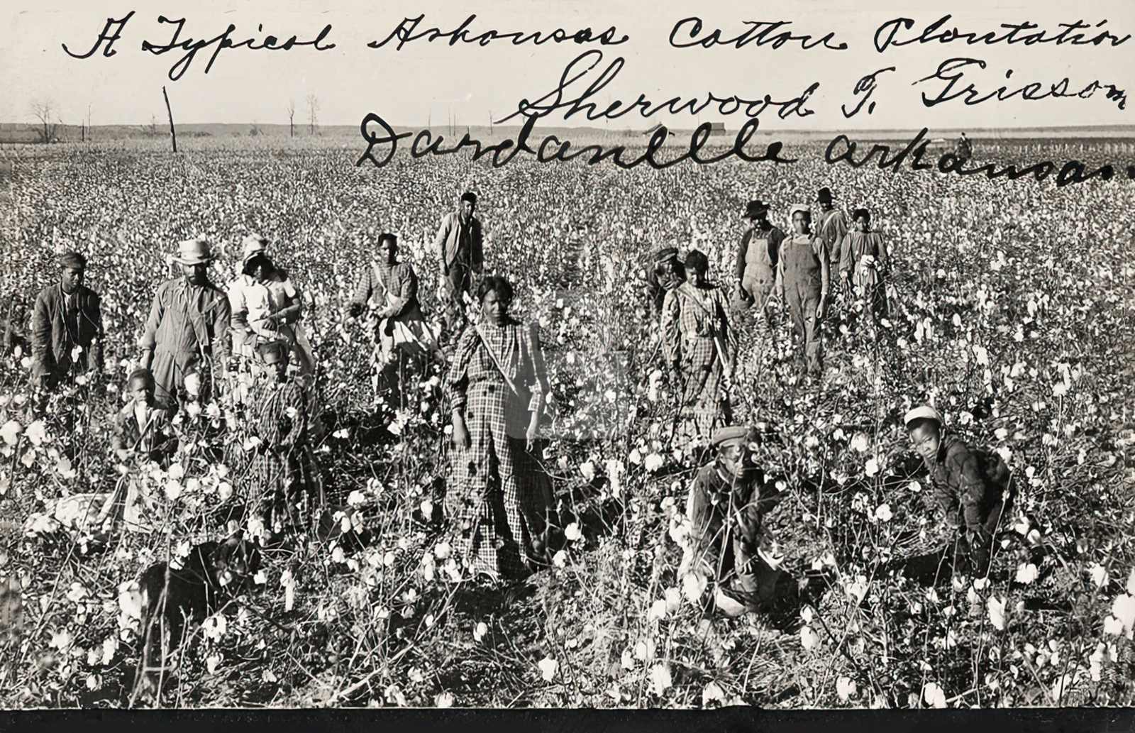 Arkansas cotton plantation Dardanelle AR Arkansas 1906 RPPC Photo Postcard COPY