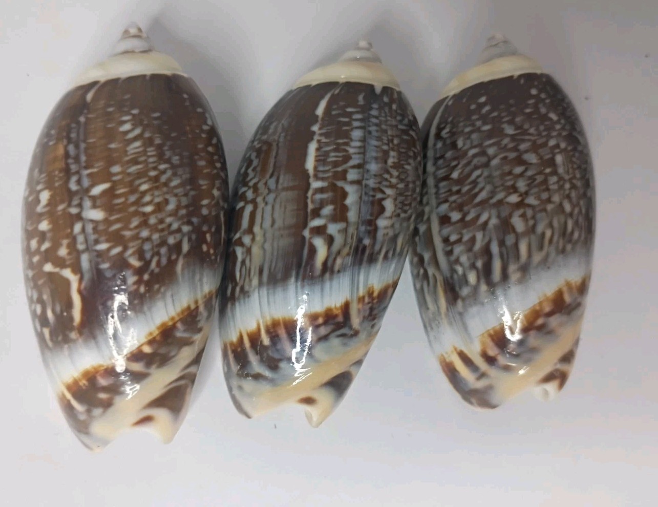 Lot Of 3, GLOSSY Olive Shells Olivancillaria gibbosa 66.5mm Collector specimens