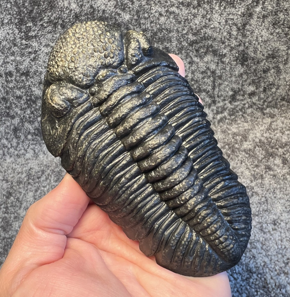Drotops megalomanicus Trilobite Fossil – Fully Freed from Matrix ✅