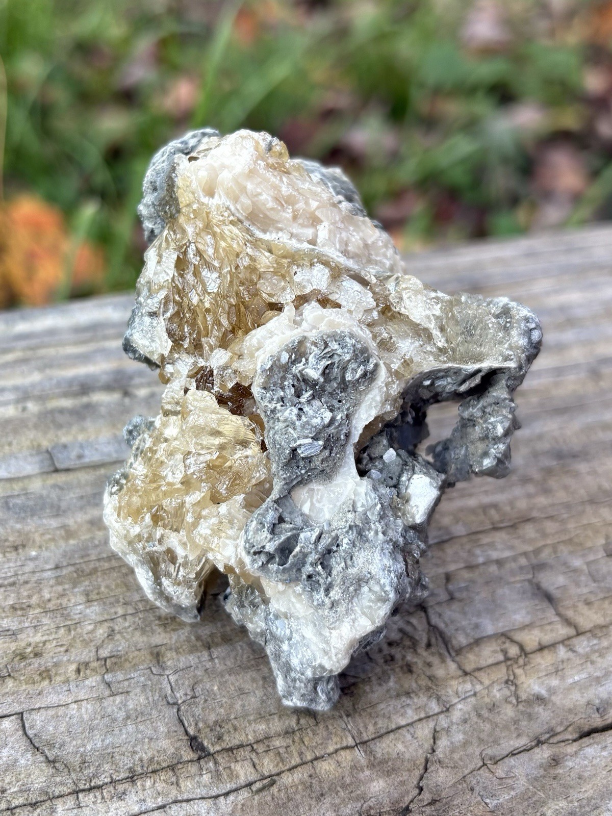 Natural Calcite Clam Fossil- Beautiful 2.9” Yellow Calcite Fossilized Clam Shell