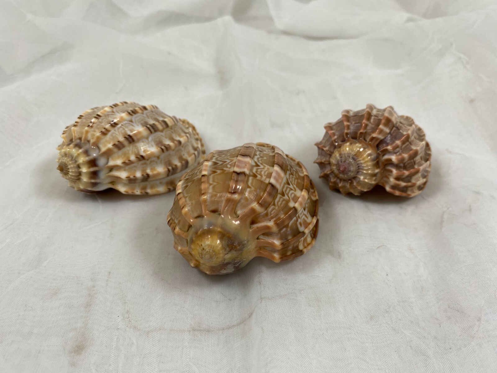 (3) HARPA ARTICULARIS SEA SHELLS 3\