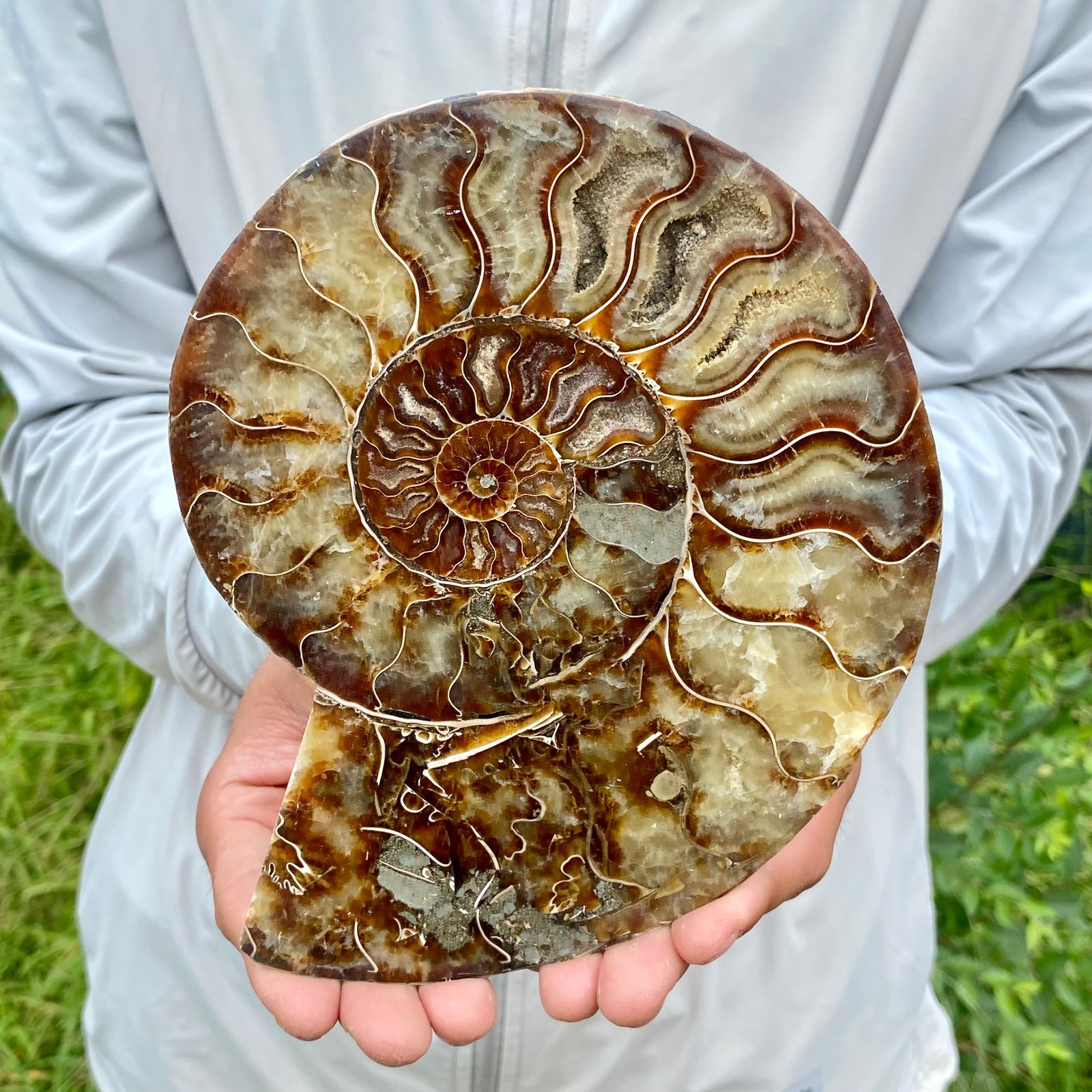 1.54LB Natural Fossil Snail Agate Fancy Cabochon Gemstones