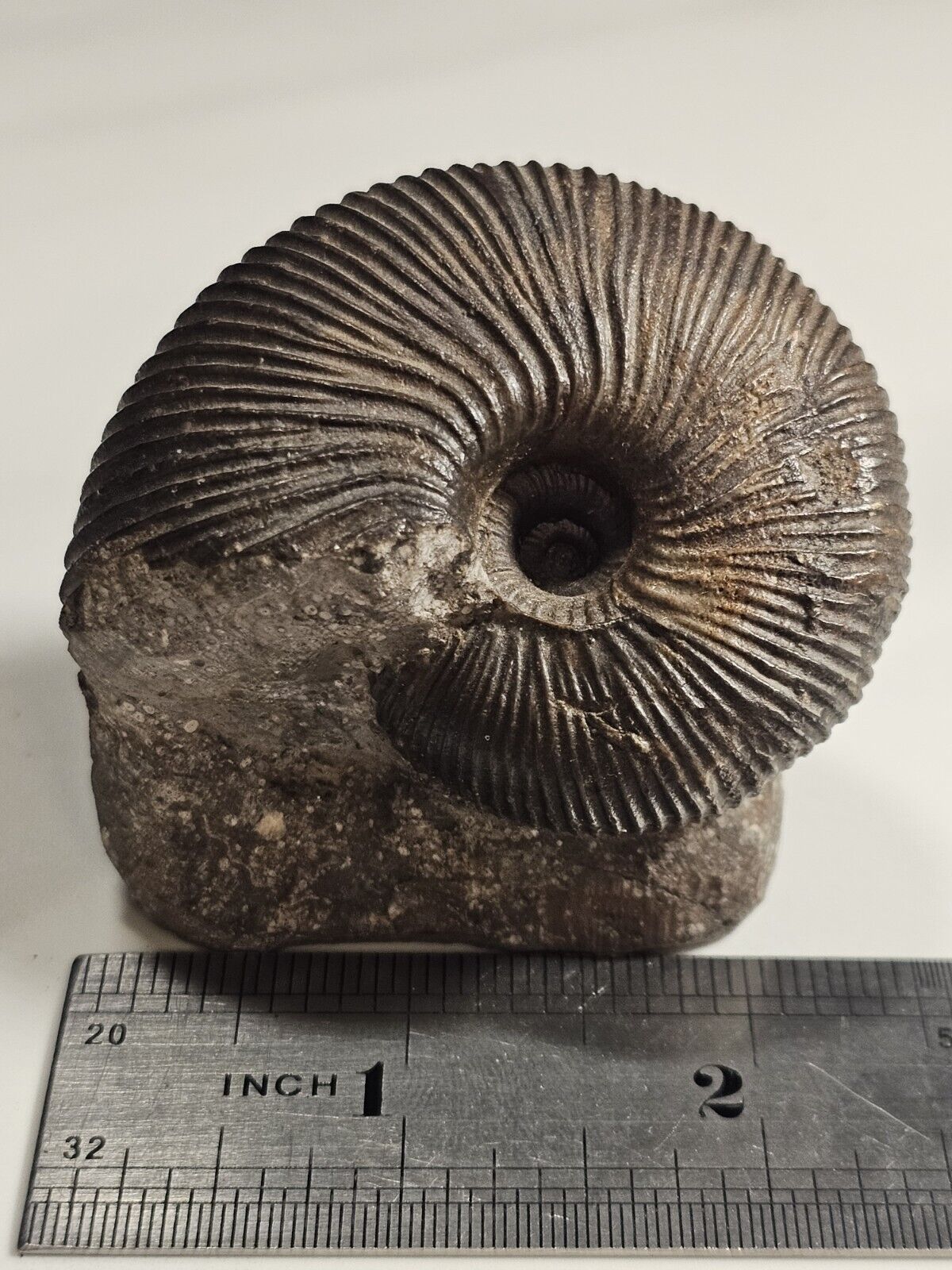 2.5-inch, 220 gram Macrocephalities macrocephalus ammonite fossil - Amazing