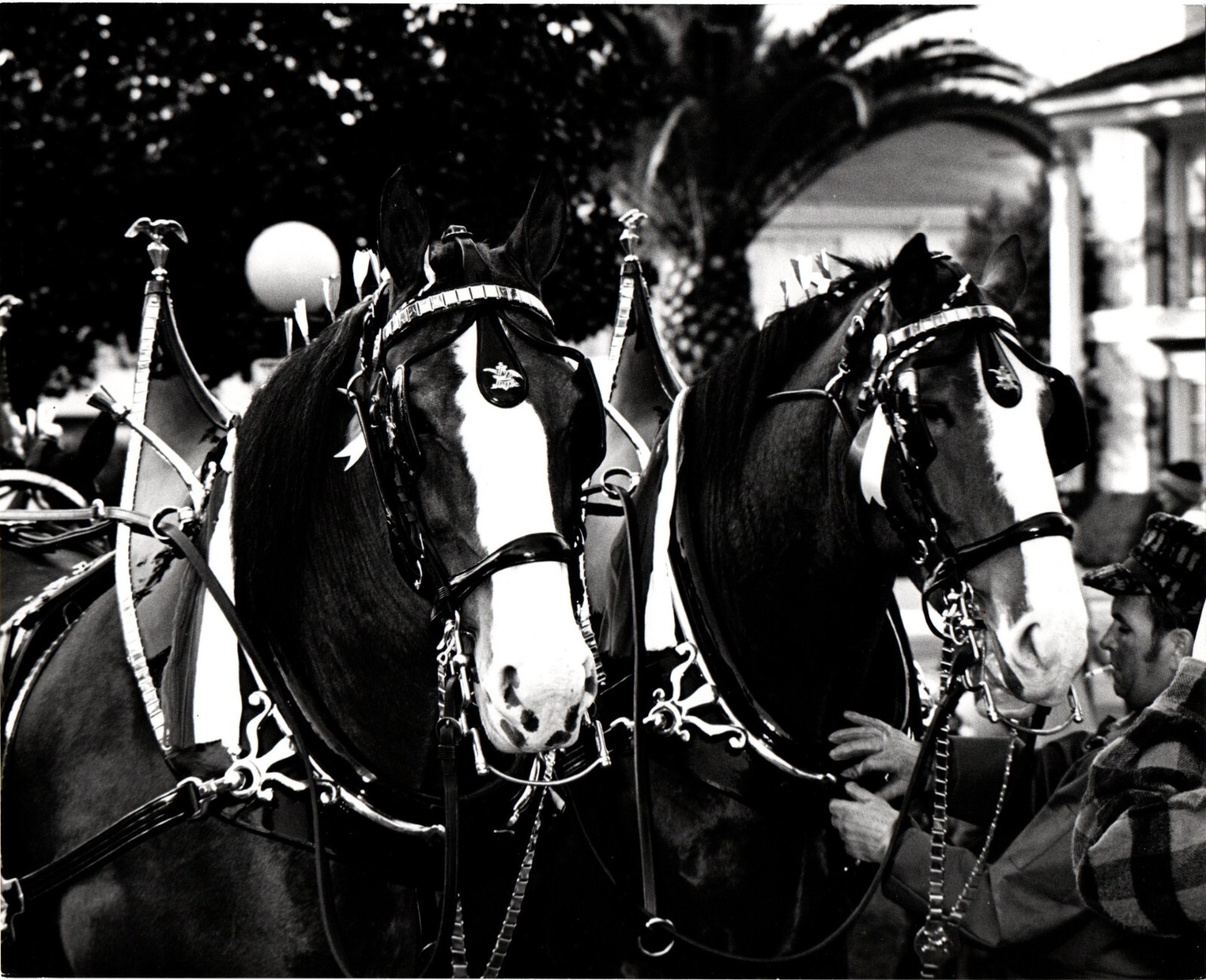 Vtg Original 1970\'s B&W Photo Rose Parade Horses Pasadena CA USA 8x10